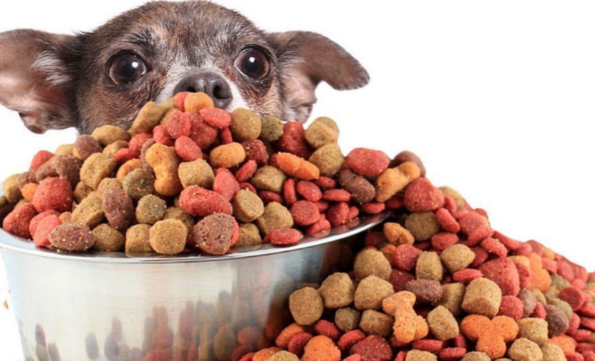 6 trucos para leer la etiqueta de la comida del perro
